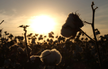 Die usbekische Regierung verfolgt seit 2017 eine ambitionierte Reformstrategie, die international Früchte trägt, Foto: K. Grabovski,  Pixabay