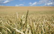 Starker Agrarsektor: Die Ukraine ist einer der größten Weizenproduzenten der Welt. Foto: Pixabay